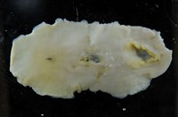 藏品(馬崗偽角扁蟲)的圖片